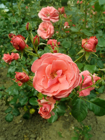 Heirloom Rose Flower Seeds for Planting – Non-GMO Seeds for Vibrant Garden Blooms