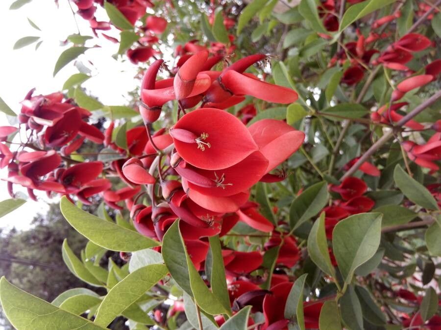 Heirloom Non-GMO Erythrina Crista-Galli Flower Seeds for Planting – Exotic Coral Tree Blooms for Tropical Gardens - Non-GMO for planting in home garden