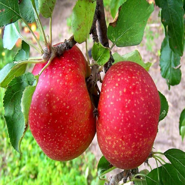 Esopus Spitzenburg apple fruit seeds