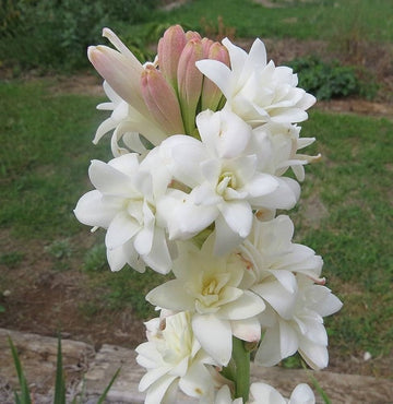Asperata Flower Seeds for Planting, Unique Variety, 100 pcs
