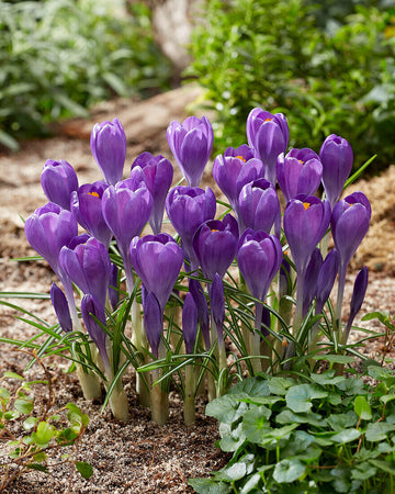 Blue Ocean crocus Heirloom Flower Seeds – Non-GMO Early Spring Blooms for Garden Planting