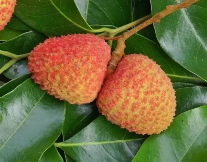 Orange lychee fruit seeds for tropical garden