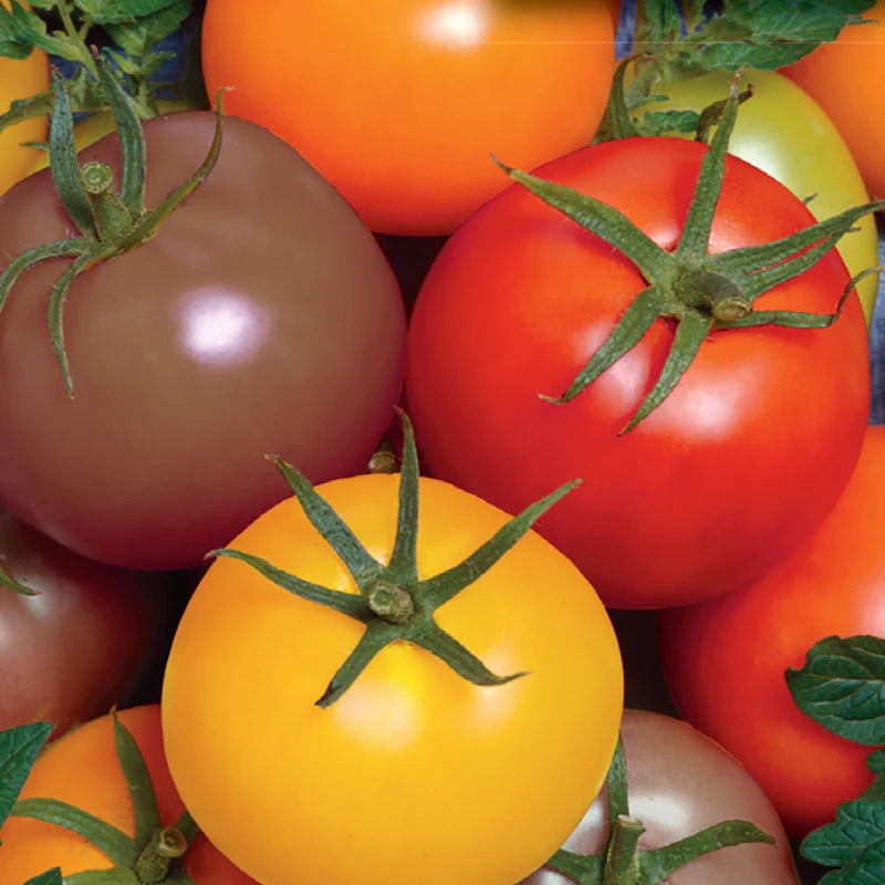 Heirloom Mixed Tomato Solanum lycopersicum for planting in home garden