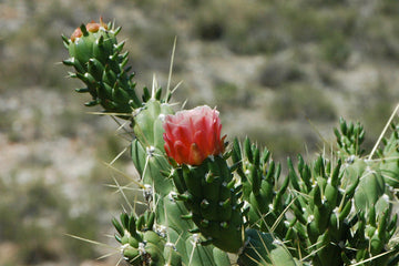 Green Austrocylindropuntia Plant Seeds for Planting - NON GMO Seeds