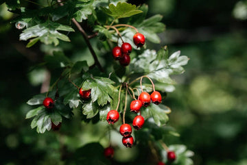 Red Hawthorn Plant Seeds - Hardy Tree Seeds - Heirloom & Non-GMO Seeds for planting – Fresh Herb for Your Garden