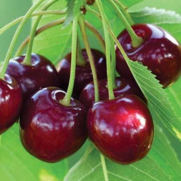 Barry’s Cherry Fruit Seeds for Cultivating Sweet, Juicy Cherries 100 Pcs pcs