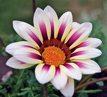 White Purple Gazania Seeds for Planting – Organic, Heirloom, Non-GMO Flower Seeds