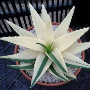 Green White Aloe Vera Plant Seeds for Planting - Heirloom & Non-GMO Seeds for planting Scientific Name Placeholder for planting in home garden
