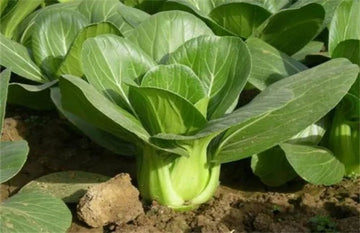 Bok Choy Pak Choi Vegetable Seeds
