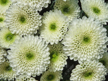 Green White Chrysanthemum Flower Seeds for Planting â€“ NON GMO Seeds