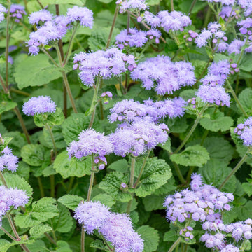Violet Ageratum Flower Seeds for Planting - Heirloom & Non-GMO garden seeds