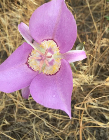 Heirloom Non-GMO Calochortus macrocarpus Flower Seeds | Sagebrush Mariposa Lily Seeds for Native Wildflower Gardens