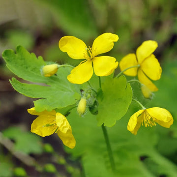Heirloom Non-GMO Yellow Tetterwort Flower Seeds for Bright Garden Borders and Seasonal Planting