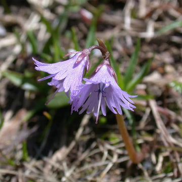Organic Heirloom Non-GMO Violet Soldanella Alpina Seeds for Planting – Alpine Blooms