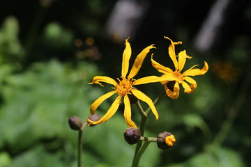 Heirloom Ligularia Dentata Flower Seeds, Non-GMO Bold Foliage and Blooms for Shaded Garden Planting