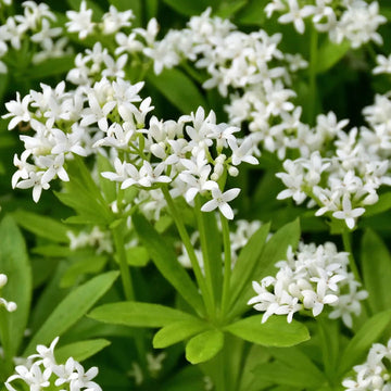 Sweet Woodruff Flower Seeds for Planting -Heirloom, Non-GMO, Beautiful Blooms for Home Garden