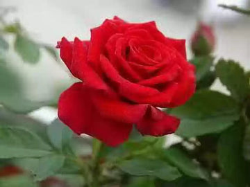Fragrant Red Rose Plant Seeds for Garden Heirloom Non-GMO Seeds for Planting and Growing