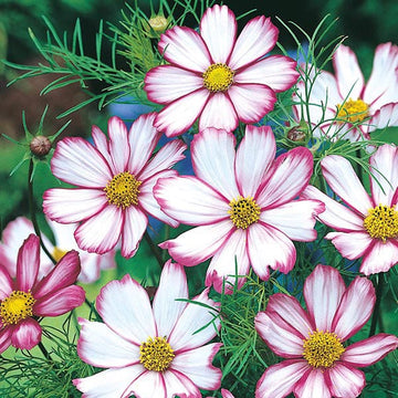 Candy Stripe Cosmos Flower Seeds for Planting â€“ Vibrant, Non-GMO, Heirloom Seeds