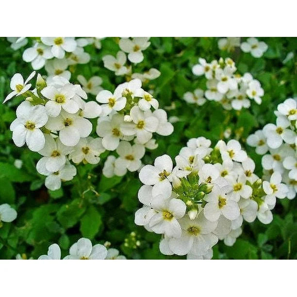 White Aubrieta Rock Cascade Flower Seed-Heirloom & Non-GMO Seeds for planting for planting in home garden