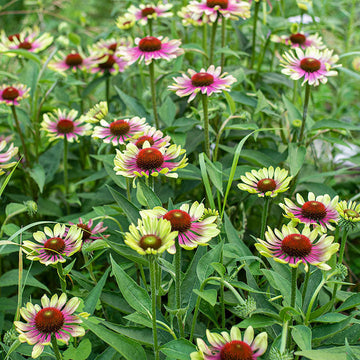 Green Coneflower Seeds – Heirloom Non-GMO Flower Seeds for Pollinator-Friendly Garden Planting