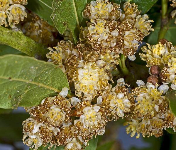 Laurus Nobilis Flower Seeds for Planting - NON GMO Seeds seeds for planting in home garden