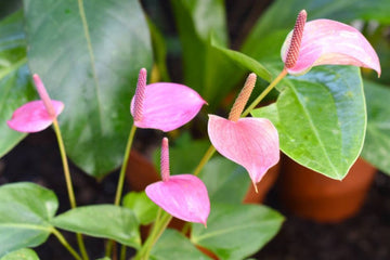 Mix Anthurium Flower Seeds for Planting - 100 pcs
