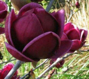 Yulan Magnolia Tulip Flower Seeds for Planting â€“ Heirloom, Non-GMO, Beautiful Blooms
