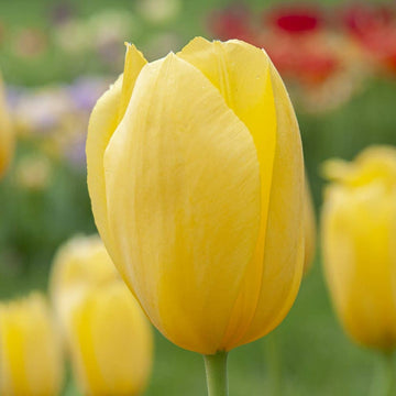 Organic Heirloom Non-GMO Light Yellow Tulip Seeds for Planting – Spring Blooms