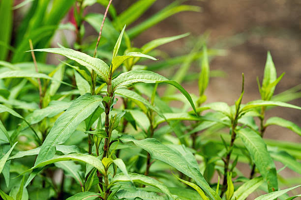 Green Vietnamese Coriander Plant Seeds for Planting- Culinary Gardens Scientific Name Placeholder for planting in home garden