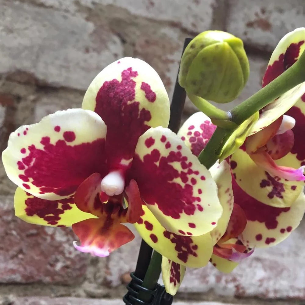 Heirloom Yellow Purple Phalaenopsis Orchid Flower Seeds for planting in home garden