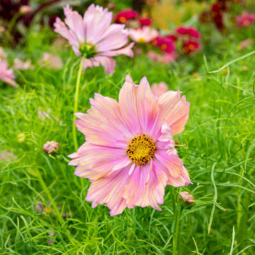 Cosmos Apricotta Flower Seeds for Planting â€“ Soft Peach-Pink Blooms, Heirloom & Non-GMO
