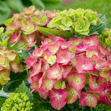 Heirloom Green Pink Hydrangea Flower Seeds, Non-GMO Colorful Blooms for Planting