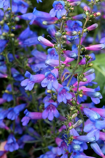 Penstemon Heterophyllus Flower Seeds for Planting - 100 pcs