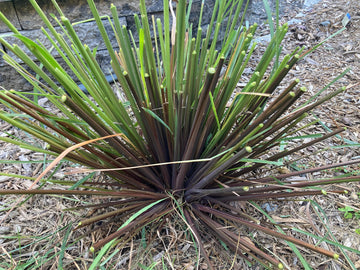 Cymbopogon citratus 'Purple' – Purple Lemongrass