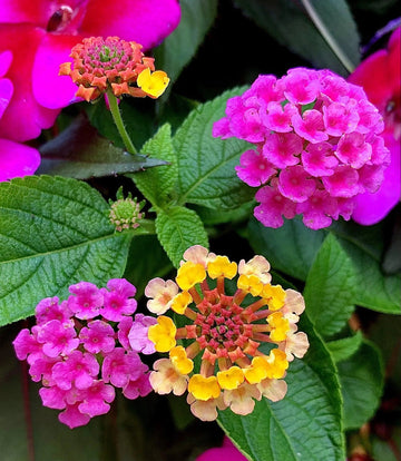Lantana Camara Flower Seeds – Heirloom Non-GMO Butterfly-Attracting Blooms for Garden Planting