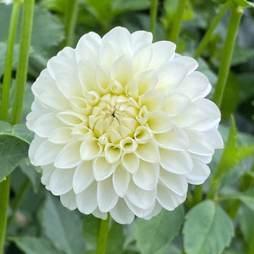 White Dahlia Seeds for Planting – Organic, Heirloom, Non-GMO Flower Seeds