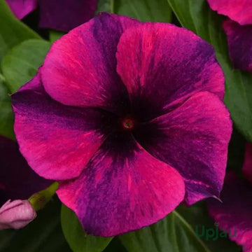 Purple Vinca Flower Seeds for Planting, 100 pcs
