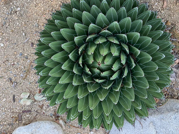 Heirloom Agave Victoriae Plant Seeds, Non-GMO Compact Succulent for Drought-Tolerant Garden Planting