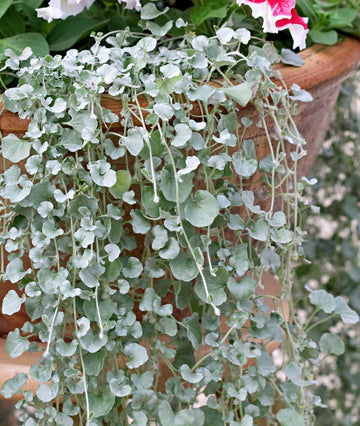 Silver Dichondra Plant Seeds for Planting - NON GMO Seeds