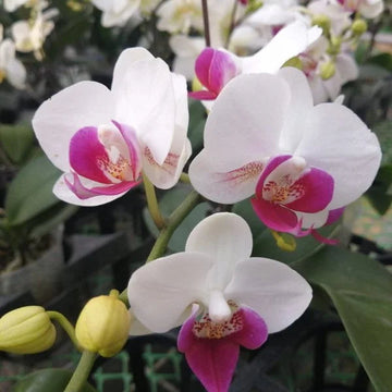 Phalaenopsis Orchid Flower Seeds for Garden Planting – Heirloom, Non-GMO Tropical Blooms