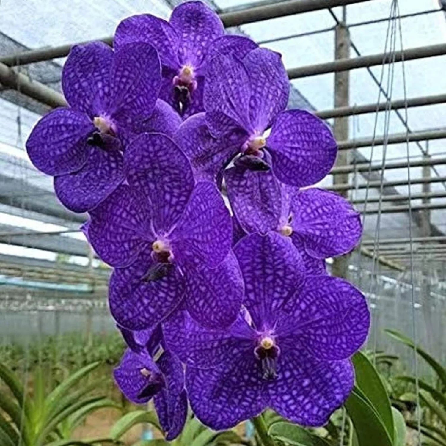 Heirloom Non-GMO Violet Vanda Orchid Flower Seeds for Garden Planting – Exotic Epiphytic Blooms seeds for planting in home garden