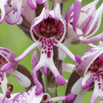 Dracula Orchid Purple Seeds – Organic, Heirloom, Non-GMO Exotic Flower Seeds for Planting