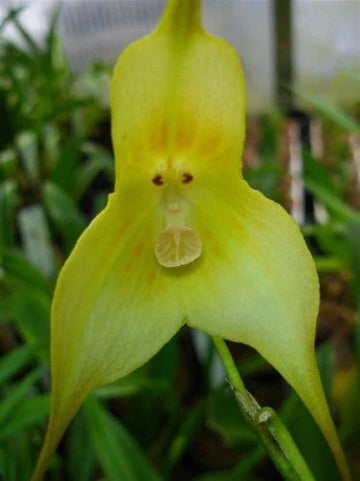 Light Green Monkey Face Orchid Seeds for Planting - Heirloom Seeds for Home Garden, GMO Free
