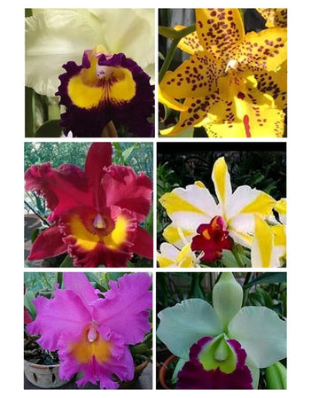 Mixed Cattleya Flower Seeds for Planting, NON GMO Seeds