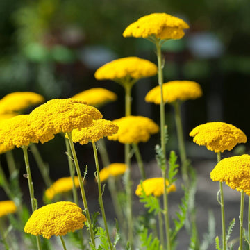 Heirloom Non-GMO Colorado Perennial Flower Seeds for Planting – Colorful Long-Lasting Garden Blooms