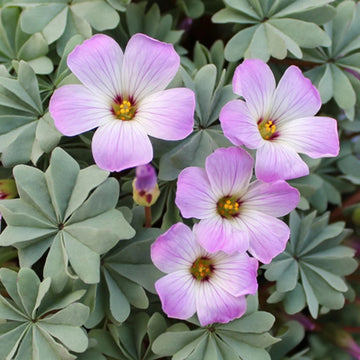 Oxalis Laciniata White Pink Seeds – Organic, Heirloom, Non-GMO Flower Seeds for Planting