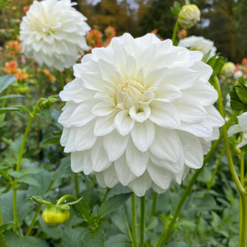 White Dahlia Seeds for Planting – Organic, Heirloom, Non-GMO Flower Seeds