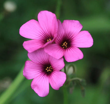 Pink Oxalis Laciniata Flower Seeds – Heirloom, Non-GMO Seeds for Planting Unique Garden Blooms