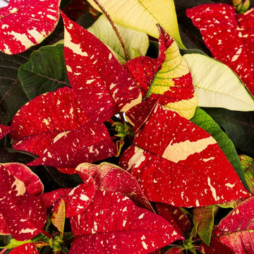 Red White Poinsettia Flower Seeds – Heirloom Non-GMO Festive Blooms for Garden and Pot Planting