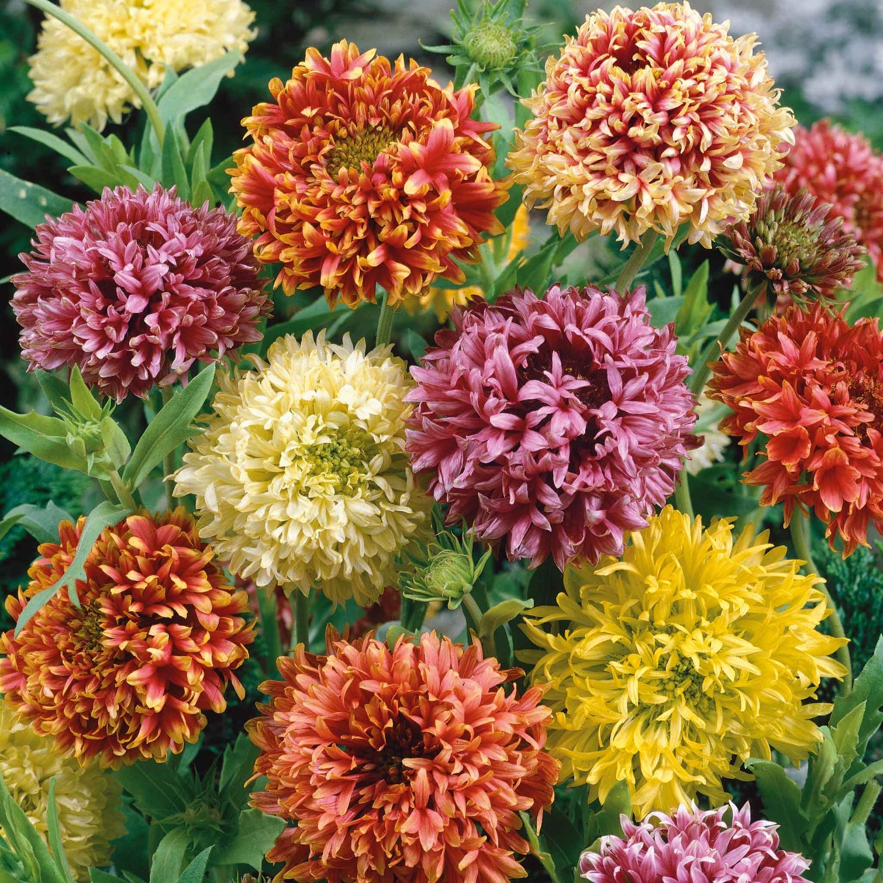 Mixed Gaillardia Flower Seeds for Planting, 100 pcs seeds for planting in home garden